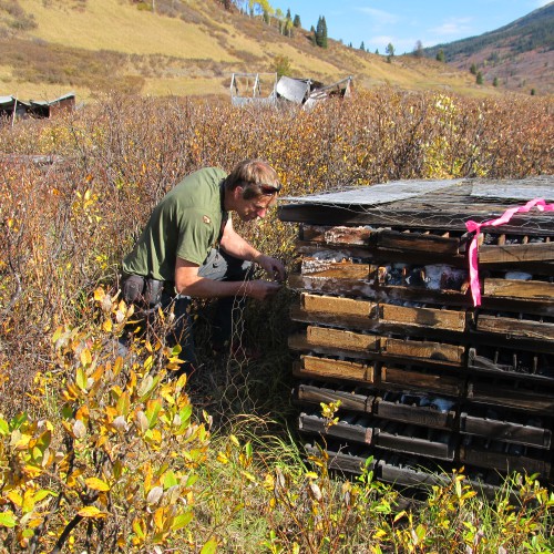 Inspection of the Bear/Spa historical drill core