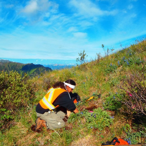 Soil sampling on the Yuen North property 